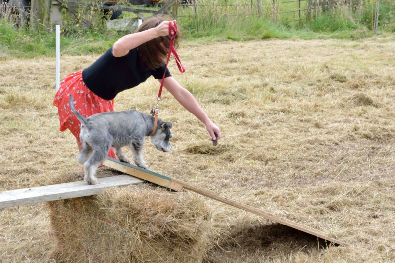 Agility Course 02